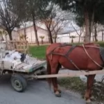 Keşan’da at arabası çalındı